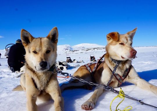 Beito Husky Tours